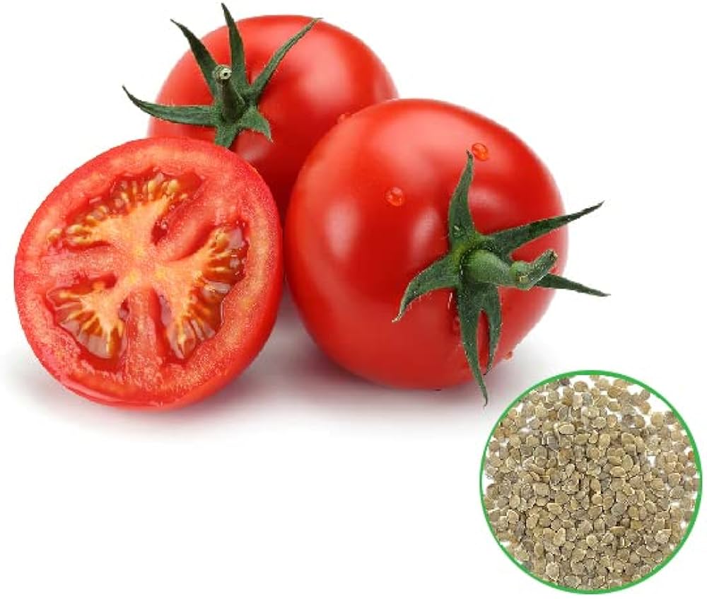 Tomato (Solanum lycopersicum fantastic variety) for planting in garden